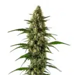 Orange x Skunk plant with resinous buds and bright orange pistils against deep green foliage