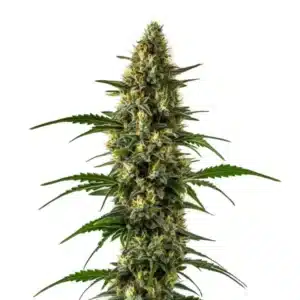 Orange x Skunk plant with resinous buds and bright orange pistils against deep green foliage