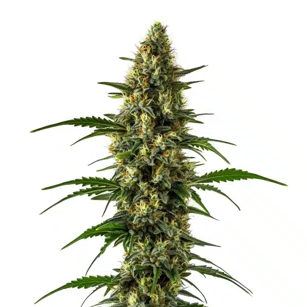 Orange x Skunk plant with resinous buds and bright orange pistils against deep green foliage