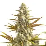 Oregon Peach cannabis plant with compact buds, peach-colored pistils and heavy resin.
