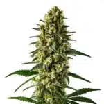 Oregon Underdawg plant with thick, orange-haired buds and dense resin coverage