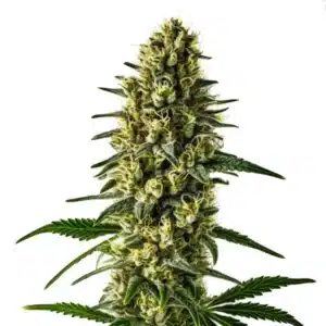 Oregon Underdawg plant with thick, orange-haired buds and dense resin coverage