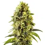 Original Cheese cannabis plant with dense, skunky buds and thick trichome coverage