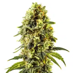 Original Cheese cannabis plant with dense, skunky buds and thick trichome coverage