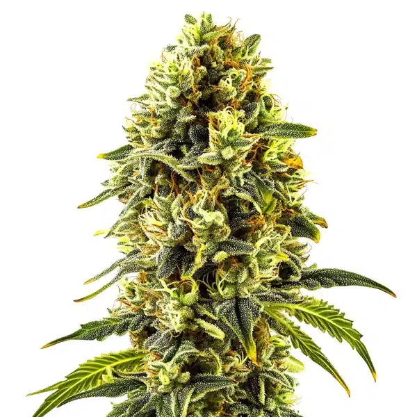 Original Cheese cannabis plant with dense, skunky buds and thick trichome coverage