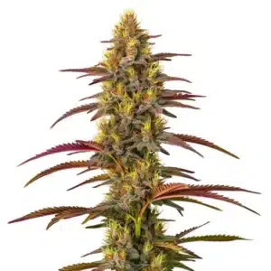 Panama sativa plant with light green leaves and elongated buds.