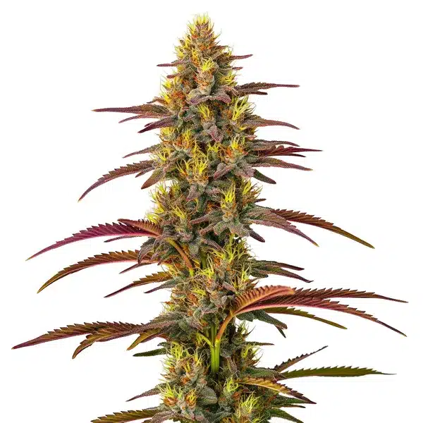 Panama sativa plant with light green leaves and elongated buds.