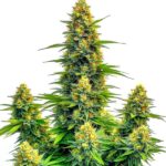 Pineapple Auto cannabis plant with tropical fruity flavor and auto-flowering genetics by Blimburn Seeds