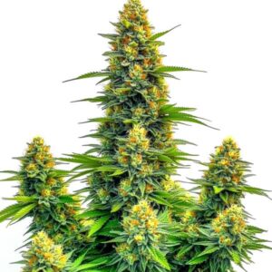 Pineapple Auto cannabis plant with tropical fruity flavor and auto-flowering genetics by Blimburn Seeds