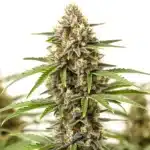 Pineapple Haze cannabis flower with long airy buds and citrus-pineapple colored pistils.