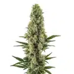 Powerplant Fast Version cannabis plant with dense, resinous buds and vibrant green leaves.