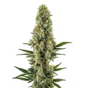 Powerplant Fast Version cannabis plant with dense, resinous buds and vibrant green leaves.
