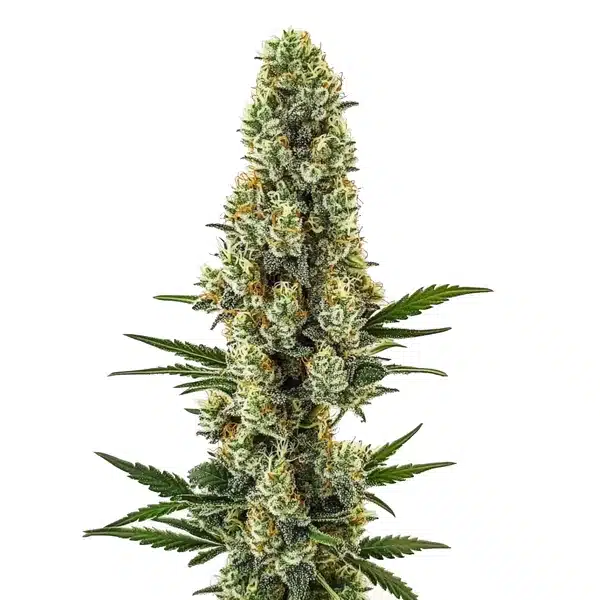 Powerplant Fast Version cannabis plant with dense, resinous buds and vibrant green leaves.