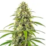 Pure Haze sativa plant with elongated buds, covered in bright pistils and crystal resin