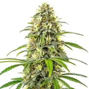 Pure Haze sativa plant with elongated buds, covered in bright pistils and crystal resin