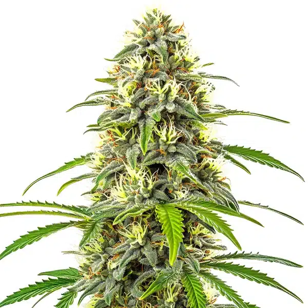 Pure Haze sativa plant with elongated buds, covered in bright pistils and crystal resin