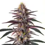 Pure Indica plant with dense, frosty buds and broad dark green leaves