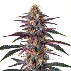 Pure Indica plant with dense, frosty buds and broad dark green leaves