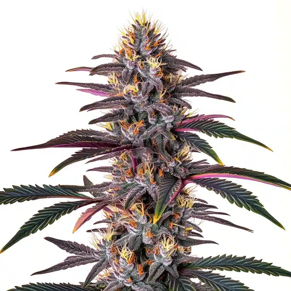 Pure Indica plant with dense, frosty buds and broad dark green leaves