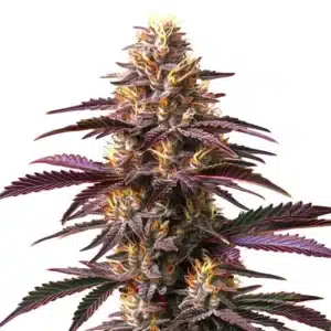 Purple Gelato plant with purple-tinted leaves, frosty buds, and orange pistils