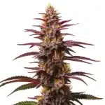 Red Skunk Kush Auto strain with fiery red pistils and dense trichome-covered buds