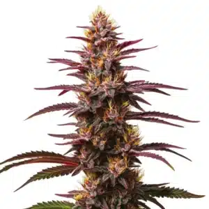 Red Skunk Kush Auto strain with fiery red pistils and dense trichome-covered buds