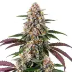 Purple Punch plant with dark purple leaves and grape-like buds covered in resin