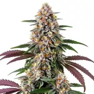 Purple Punch plant with dark purple leaves and grape-like buds covered in resin