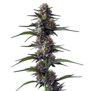 Purple Thai sativa strain with vibrant purple hues and thin leaves