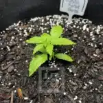 Resilient Bubba Kush Automatic Plant