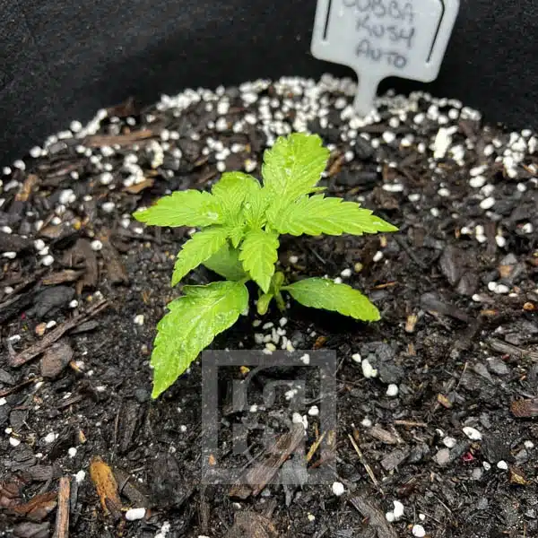 Resilient Bubba Kush Automatic Plant
