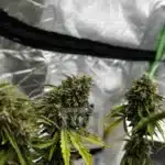 Intense Green Bubba Kush Auto