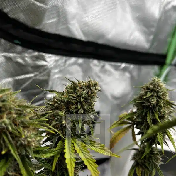 Intense Green Bubba Kush Auto