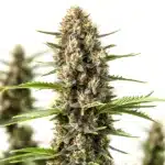 Rosenthal cannabis plant with heavy clusters of frosty buds and long orange hairs.