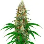 San Fernando Valley OG Kush with bright green, dense buds and orange pistils on a compact structure.