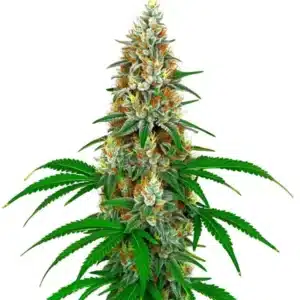 San Fernando Valley OG Kush with bright green, dense buds and orange pistils on a compact structure.