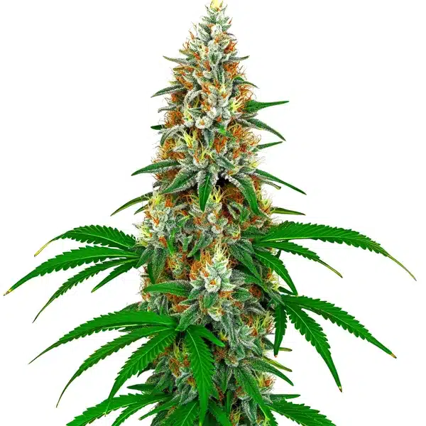 San Fernando Valley OG Kush with bright green, dense buds and orange pistils on a compact structure.