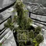 Rapid Growing Bubba Kush Auto