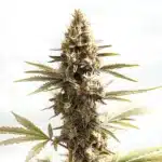 Siberian cannabis bud with a frosty coating of trichomes and bright pistils.