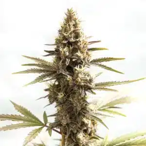 Siberian cannabis bud with a frosty coating of trichomes and bright pistils.