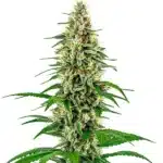 Skunk Diesel cannabis plant with dense flowering sites and resin-covered buds.