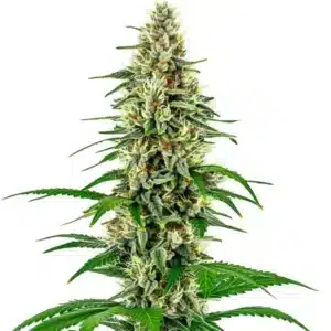 Skunk Diesel cannabis plant with dense flowering sites and resin-covered buds.
