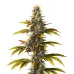 Skunk Fast Version strain with dense buds and vibrant green leaves.