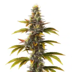 Skunk Fast Version strain with dense buds and vibrant green leaves.