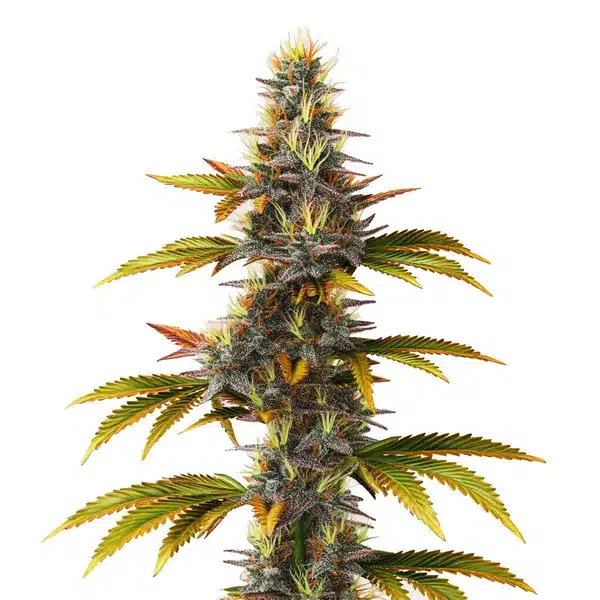 Skunk Fast Version strain with dense buds and vibrant green leaves.