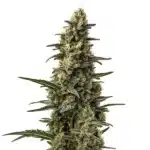 Skunk Mazar cannabis with thick, frosty buds and dark green leaves in a compact, indica form.