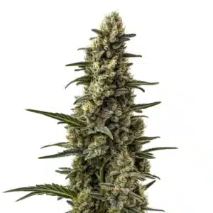 Skunk Mazar cannabis with thick, frosty buds and dark green leaves in a compact, indica form.