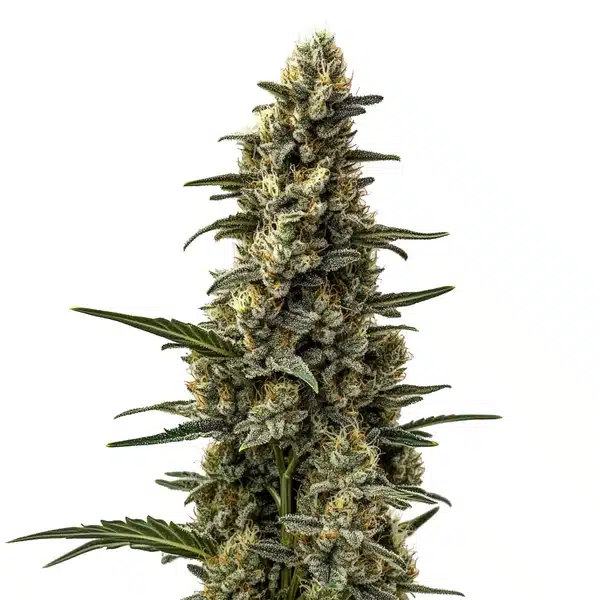 Skunk Mazar cannabis with thick, frosty buds and dark green leaves in a compact, indica form.