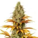 Skunk x Northern Lights cannabis plant with compact, resin-coated buds and dark green leaves.