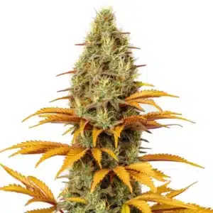 Skunk x Northern Lights cannabis plant with compact, resin-coated buds and dark green leaves.